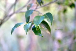 5726 Maillardia borbonica Bois de maman Moraceae Endémique La Réunion
