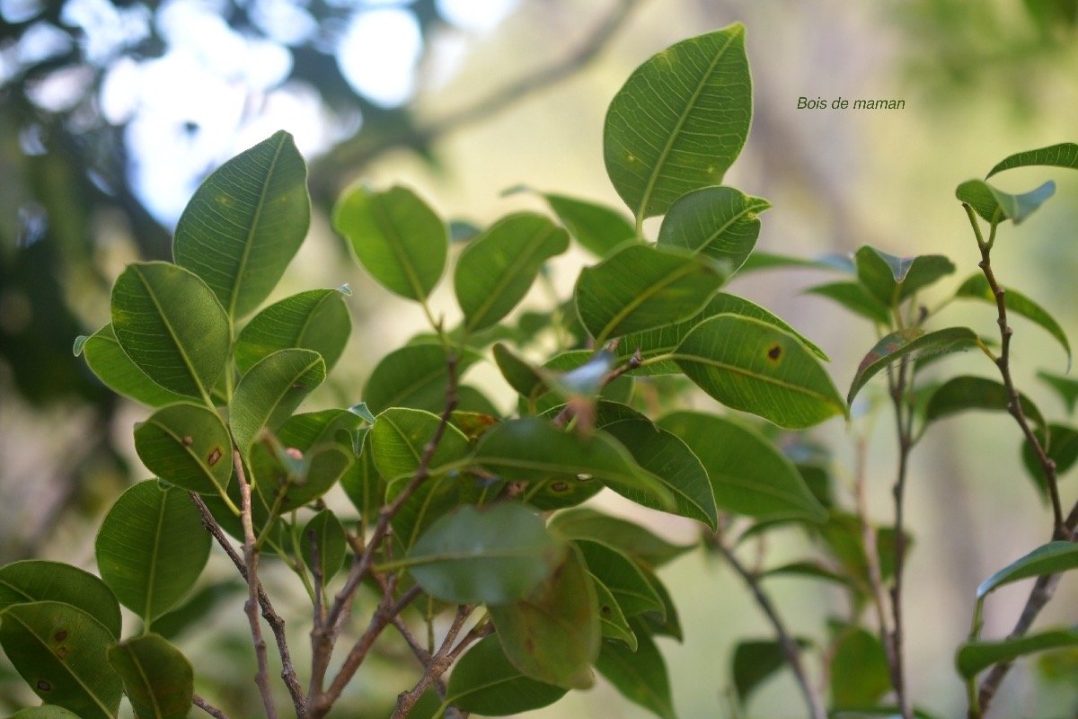5727 Maillardia borbonica Bois de maman Moraceae Endémique La Réunion