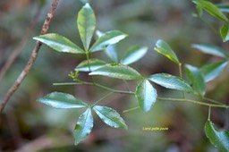 5736 Toddalia asiatica Liane patte poule Rutaceae Indigène La Réunion
