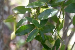 5749 Secamone dilapidans Liane de lait Apocynaceae Endémique La Réunion, Maurice