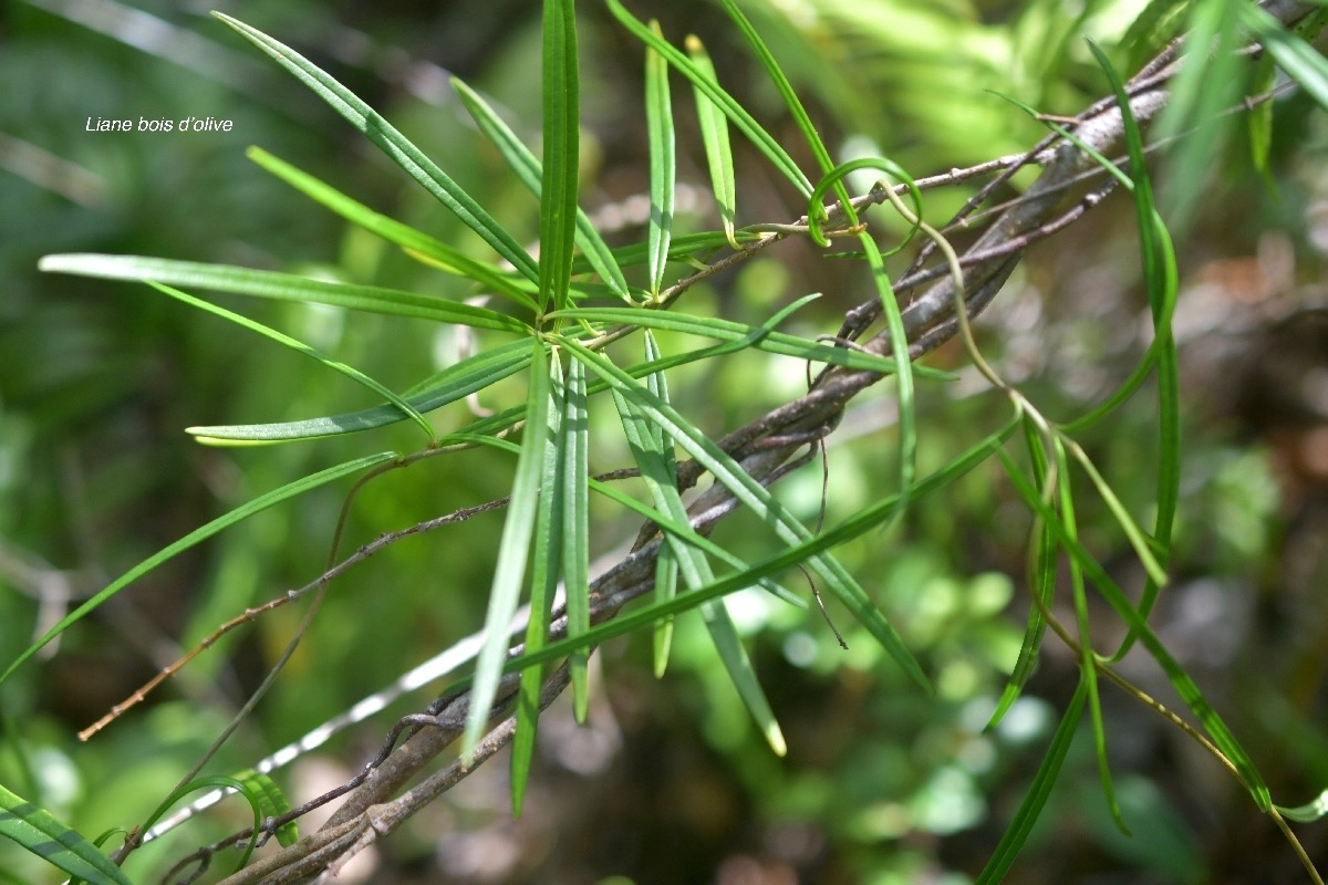 5757 Secamone volubilis Liane bois d'olive Apocynaceae Endémique La Réunion, Maurice