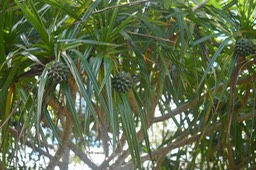 5761 Pandanus sylvestris Petit vacoa Pandanaceae Endémique La Réunion