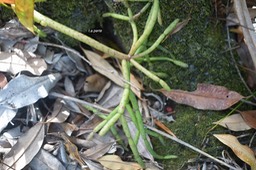 5762 Rhipsalis baccifera La perle Cactaceae Indigène La Réunion