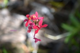 5776 Epidendrum sp