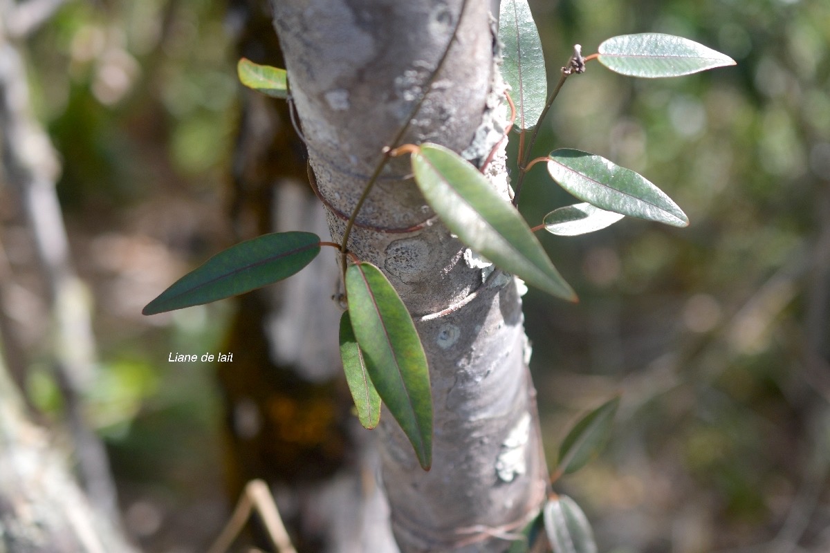 5777 Secamone dilapidans Liane de lait Apocynaceae Endémique La Réunion, Maurice