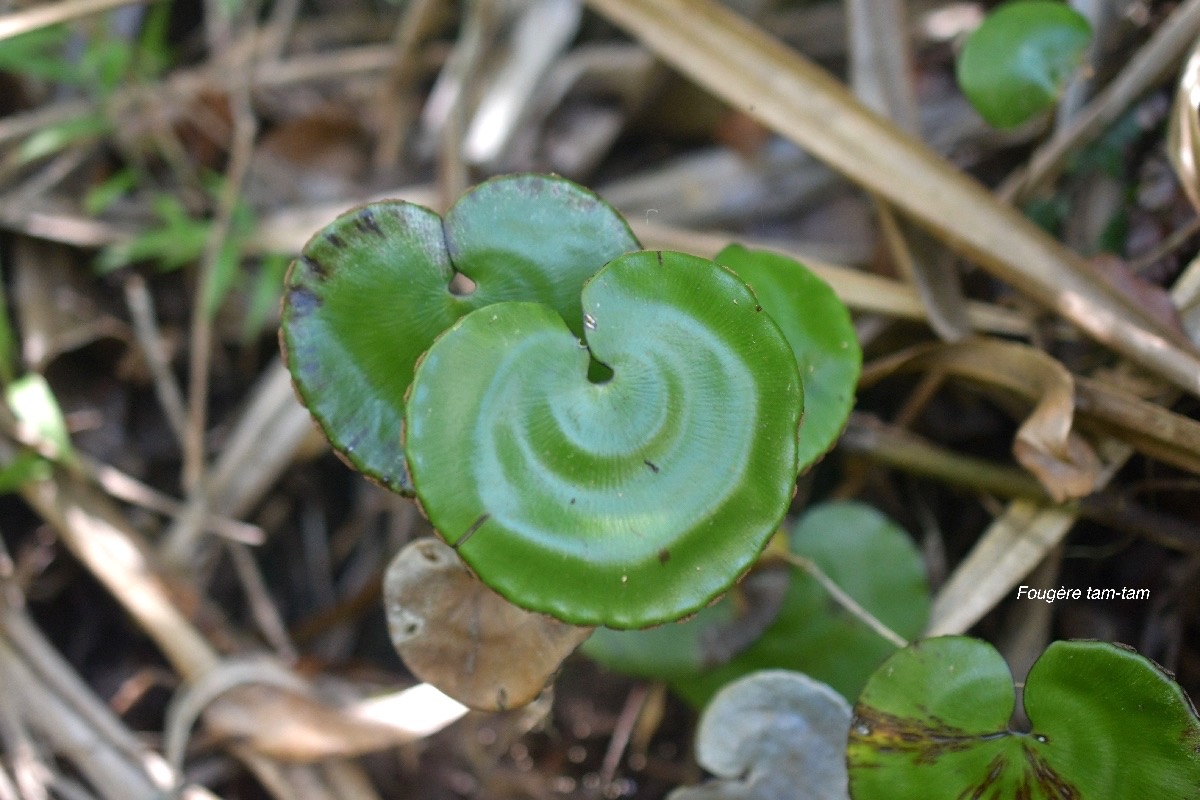 5781 Adiantum reniforme Fougère tam-tam Pteridaceae Endémique La Réunion, Maurice