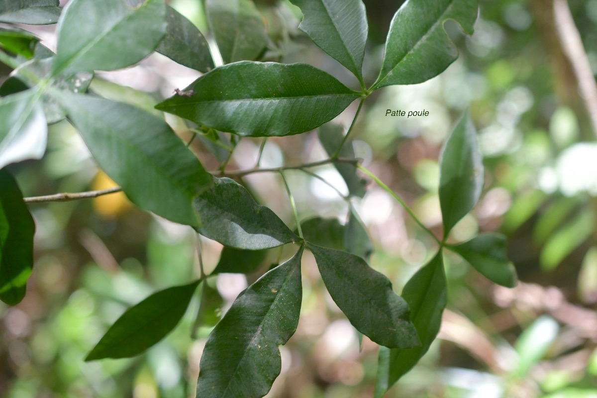 5783 Vepris lanceolata Patte poule Rutaceae Indigène La Réunion