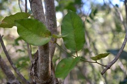 5796 Secamone dilapidans Liane de lait Apocynaceae Endémique La Réunion, Maurice