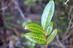 5803 Olax psittacorum Bois d'effort Olacaceae Endémique La Réunion, Maurice