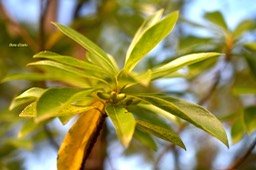 5812 Antirhea borbonica Bois d'osto Rubiaceae Endémique La Réunion, Maurice, Madagascar