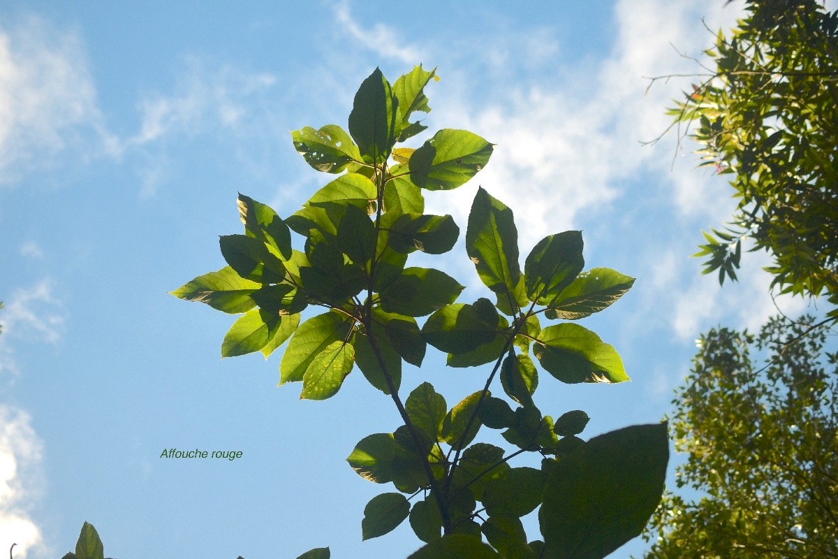 5724 Ficus mauritiana Affouche rouge Moraceae Endémique Réunion, Maurice