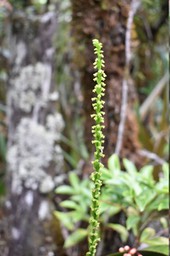 Benthamia spiralis
