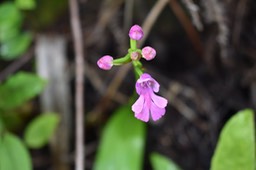 Cynorkis purpurascens
