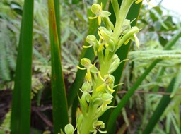 Habenaria praelta 1