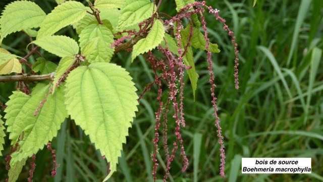 bois de source Boehmeria macrophylla