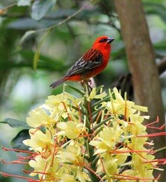 Cardinal -2