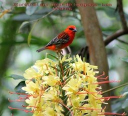 Cardinal-1