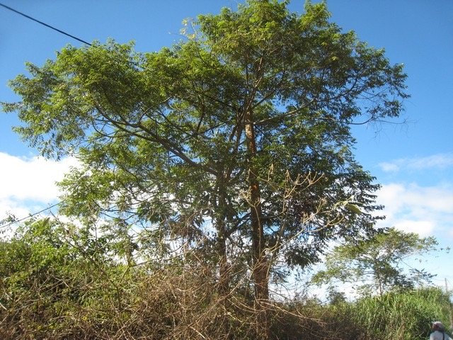 11 1 Trema orientalis, bois  d'Andr�ze, Makes IMG 0412
