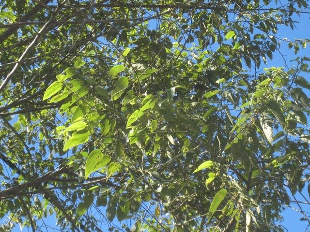 11 2 Trema orientalis, bois d'and r�ze, branche Makes sIMG 0414