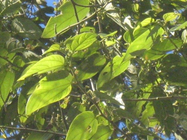 11 3 Trema orientalis, bois d'and r�ze, feuilles Makes pIMG 0415