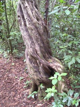13 6 Nuxia verticillata, bois maigre, tronc, Makes IMG 0550