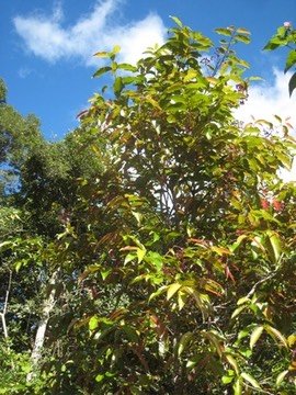 17 2 Syzygium, bois de pomme, Makes IMG 0457