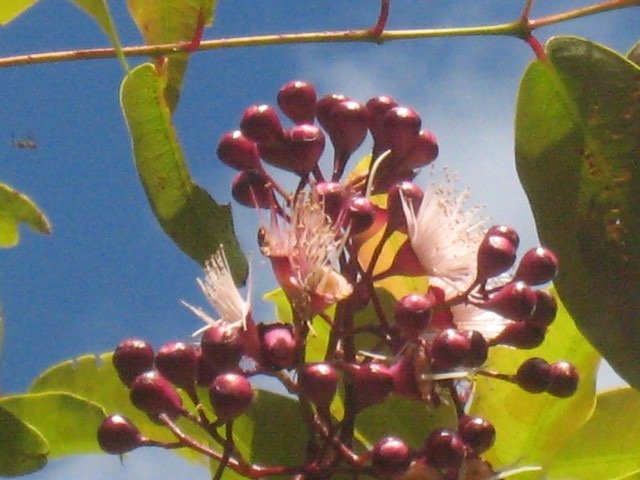 17 4 Syzygium, bois de pomme, fleurs Makes MIMG 0455