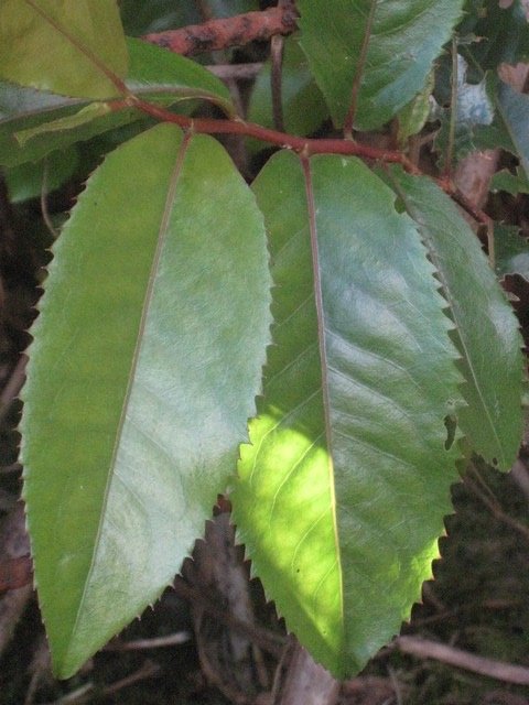 22 2 Aphloia theiformis, change �c orce, feuille, Makes fIMG 0444