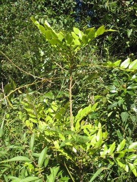 29 2 Phyllanthus phillyreifolius, bois de n�g resse, bois de demoiselle, Makes IMG 0463