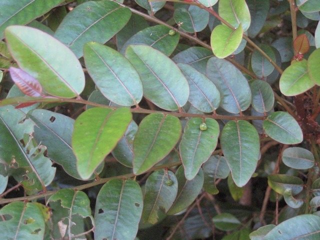 29 3 Phyllanthus phillyeifolius, bois d e n�gresse, feuilles Makes IMG 0470