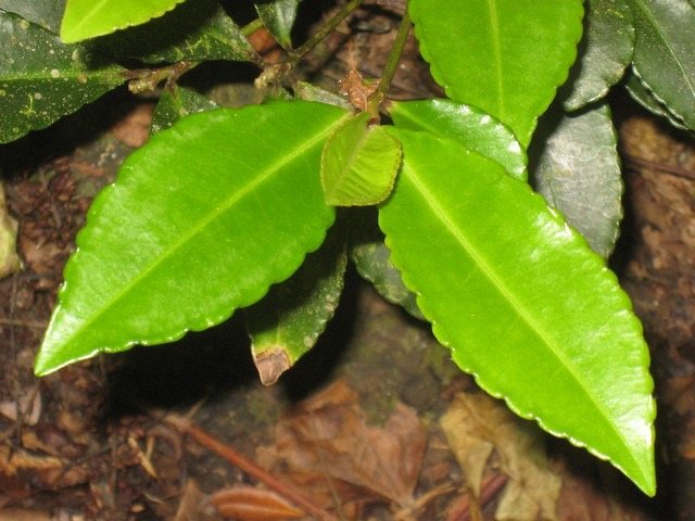 42 3 Ardisia crenata, bois de No�l IMG 0544