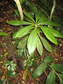 57 5 Badula, bois de savon, Makes  IMG 0621