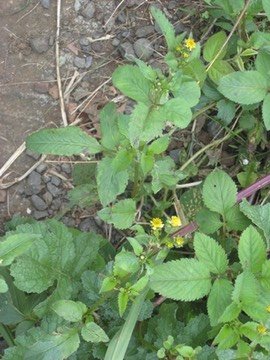 64 2 Bidens , piquant, Makes IMG 0640