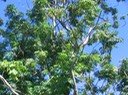 IMG_5009