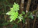 Feuille du Tan Rouge IMG_5021