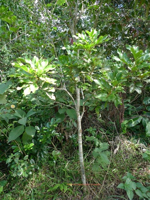 P1000635