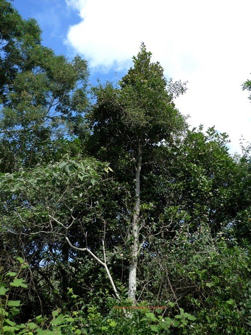 P1000636