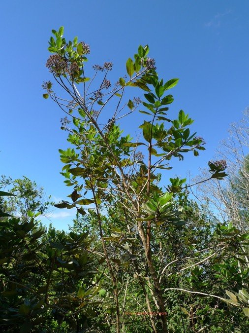 P1000642