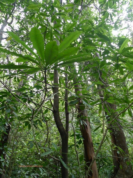 P1000665