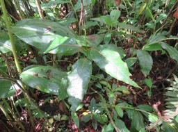 10 Ocotea obtusata - Bois de cannelle marron - Lauracée - I