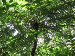 16 (Cyathea borbonica => ) Alsophila borbonica (Desv.) R.M. Tryon- Fanjan mâle - Cyatheacée -I