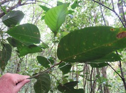 23 Cordemoya integrifolia -Bois de perroquet  - Euphorbiaceae