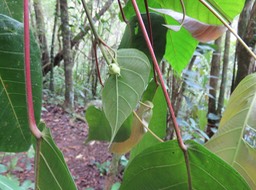 26 Fruit de Cordemoya integrifolia -Bois de perroquet  - Euphorbiaceae