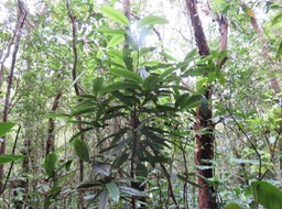 28 Sideroxylon imbricarioides ou Sideroxylon majus - Bois de fer - Sapotaceae