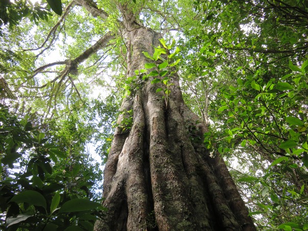 3 Ficus densifolia - Grand Affouche - Moraceae