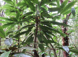 31 Sideroxylon imbricarioides ou Sideroxylon majus - Bois de fer - Sapotaceae