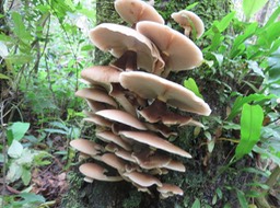 35 Champignons sp.