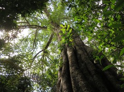 4 Ficus densifolia - Grand Affouche - Moraceae