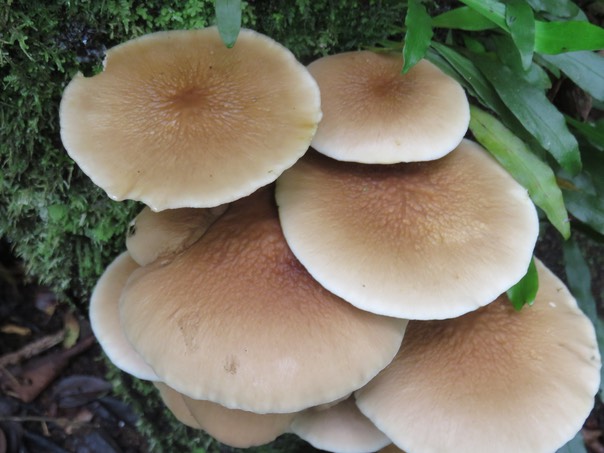 40  Champignons sp.