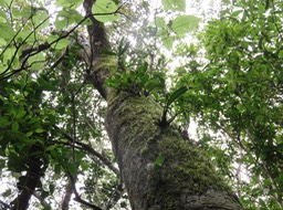 41  Une colonie de Polystachya cultriformis - - Orhidacea - Indigène Réunion  sur tronc de ???